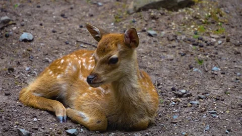 Close up of axis deer Stock Footage 277532493