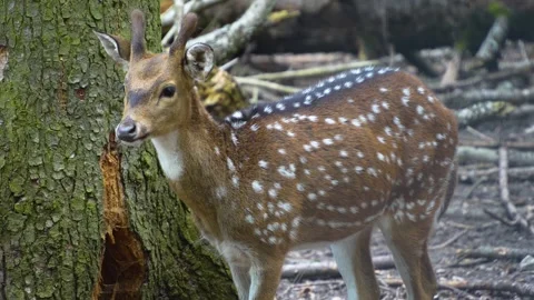 Close up of axis deer Stock Footage 277532511