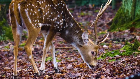 Close up of  axis deer in the woods Stock Footage 141398283