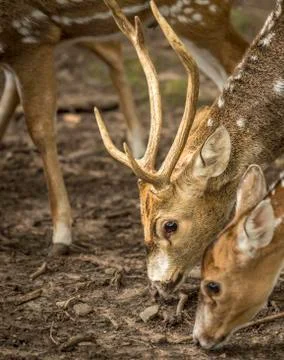 Close up with axis deer's head Stock Photos