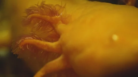 Close up of axolotl Video stock 124289829