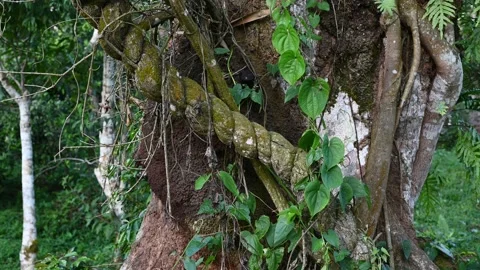 Close-up of Ayahuasca. Ready to cook liana. Bark of vine with mold. Shamanic Stock Footage 170740189