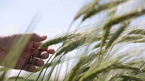Close up b-roll of man hand touching spikelets of green ripe Stock Footage 115270098