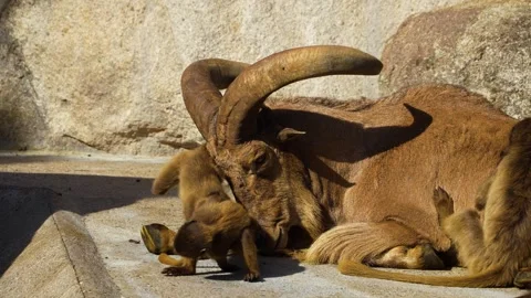 Close up of Baboon and goat Stock Footage 272808615