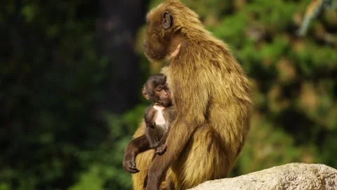 Close up of Baboon with baby Stock Footage 272814734