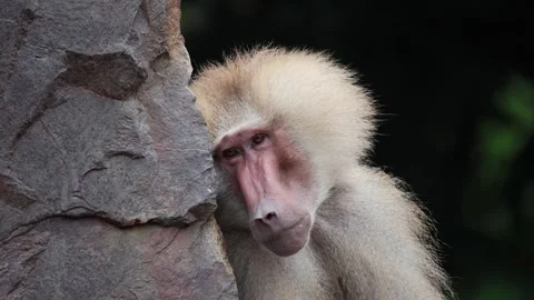 Close-up of a baboon emerging slowly from behind a rock 스톡 동영상 338010776