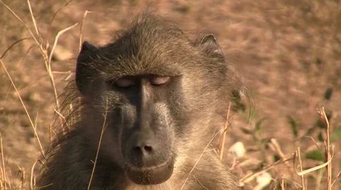 Close up, Baboon Stock Footage 8625454