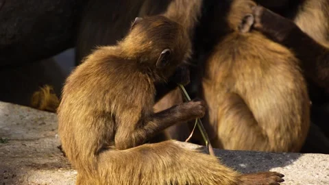 Close up of Baboon Stock Footage 272809076