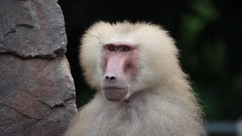 Close-up of a baboon with light fur near a rock 스톡 동영상 338010863