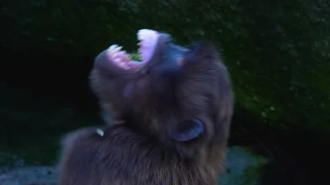 Close up of baboon monkey Stock Footage 145261382