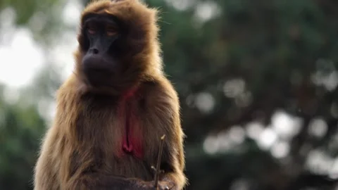 Close up of Baboon monkey Stock Footage 252742054