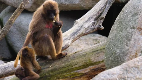 Close up of Baboon monkey Stock Footage 252742172