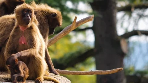 Close up of Baboon monkey Stock Footage 252742649