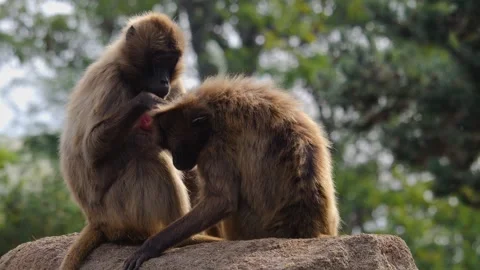 Close up of Baboon monkey Stock Footage 252743023
