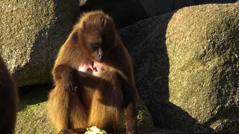 Close up of baboon monkeys Stock Footage 263842222