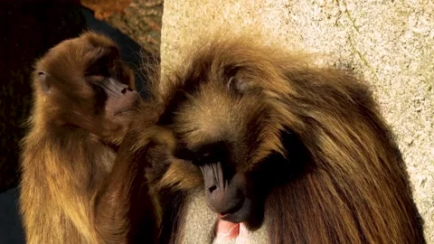 Close up of baboon monkeys Stock Footage 263842730