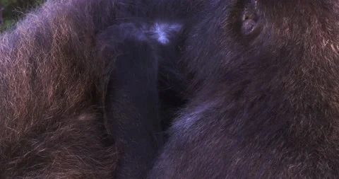 Close up of a baboon removing parasites and grooming from another female Stock Footage 145274186