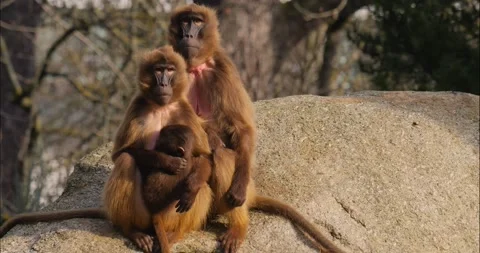 Close up of Baboons Stock Footage 234225274