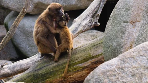 Close up of baboons Stock Footage 252547084