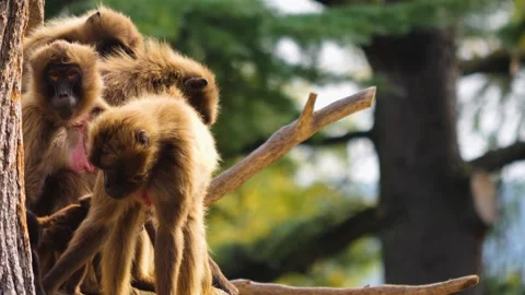 Close up of baboons Stock Footage 252547365