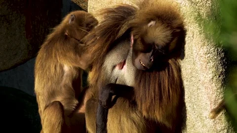 Close up of baboons Stock Footage 263823319