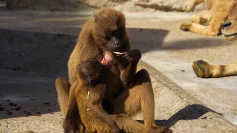 Close up of baboons Stock Footage 272730937