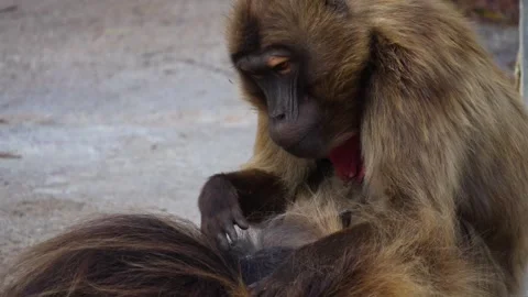 Close up of Baboons Stock Footage 272799370