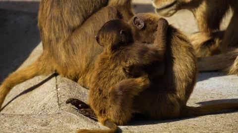 Close up of Baboons Stock Footage 272816367