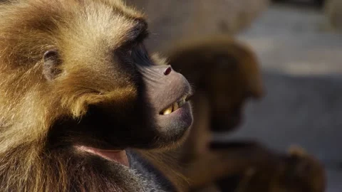 Close up of Baboons Stock Footage 272817742