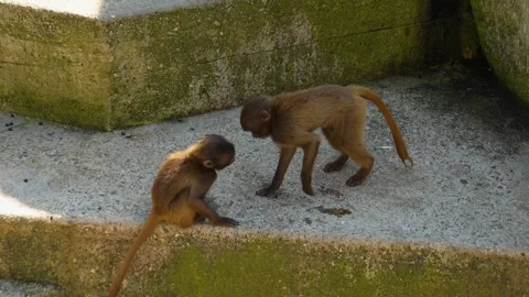 Close up of baboons Stock Footage 273655074