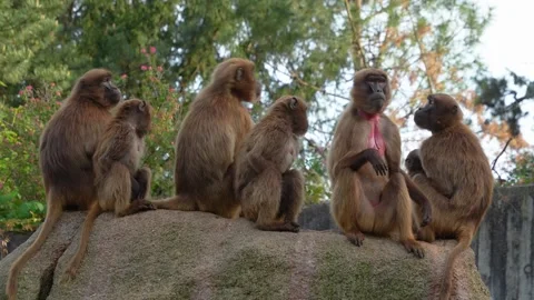 Close up of baboons Stock Footage 273658984