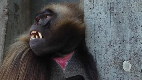 Close up of baboons Stock Footage 273659308