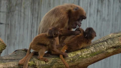 Close up of baboons Stock Footage 273659554