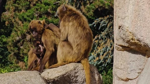 Close up of Baboons Stock Footage 274440861