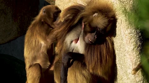 Close up of Baboons grooming Stock Footage 263930807
