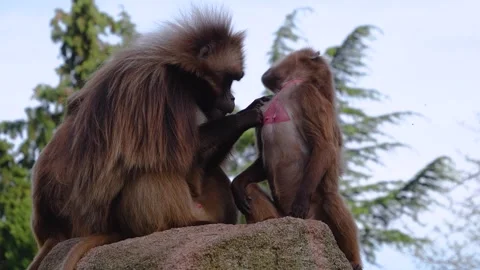 Close up of Baboons grooming Video stock 275536492