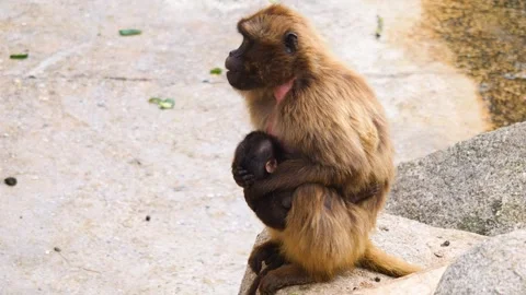 Close up of Baboons, sitting Stock Footage 261242692