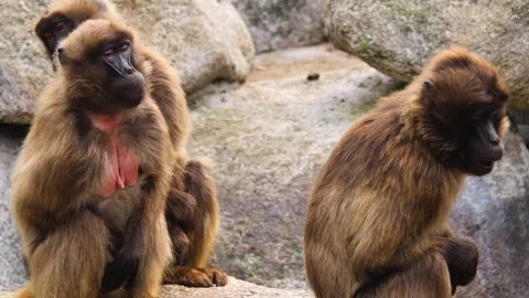 Close up of Baboons, sitting Stock Footage 261242797