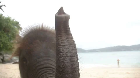 Close up baby Asian Elephant eating playful mood Video stock 65330053