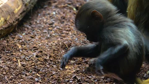 Close up of baby baboon Stock Footage 139222754