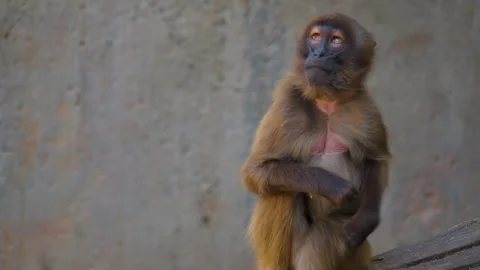 Close up of baby baboon Stock Footage 249913856