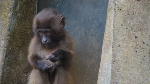 Close up of baby baboon Stock Footage 256898972