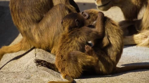 Close up of baby baboons Stock Footage 272738201