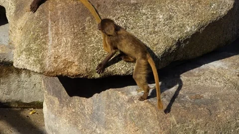 Close up of baby baboons Stock Footage 272738370