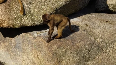 Close up of baby Baboons Stock Footage 272816861