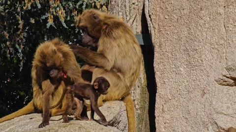 Close up of baby Baboons Video stock 272954949
