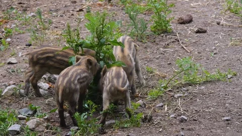 Close up of baby boar piglets Stock Footage 249704491