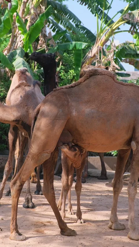 Close up of a baby camel nursing from its mother Vídeo Stock 333203473