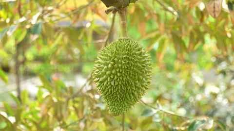 Close Up Baby Durian Fruit With Stem Hanging In Orchard Video stock 333834892