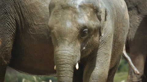 Close-up of an baby elephant Stock Footage 62091697